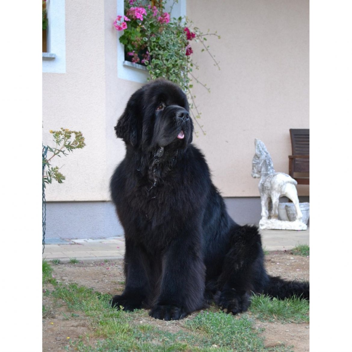 R Avalons Angel Daddy Cool (13-12-2010)